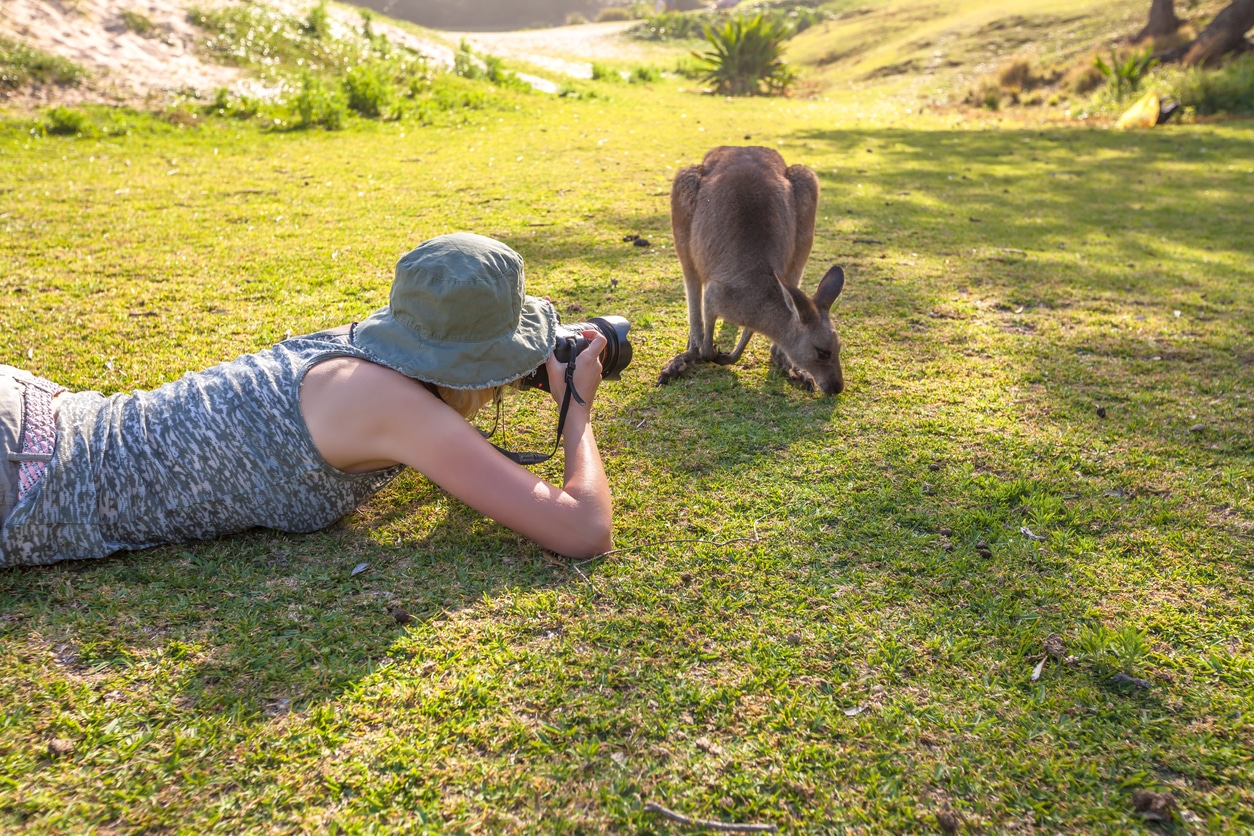 Someone lying on the grass photographing kangaroos in the afternoon sun